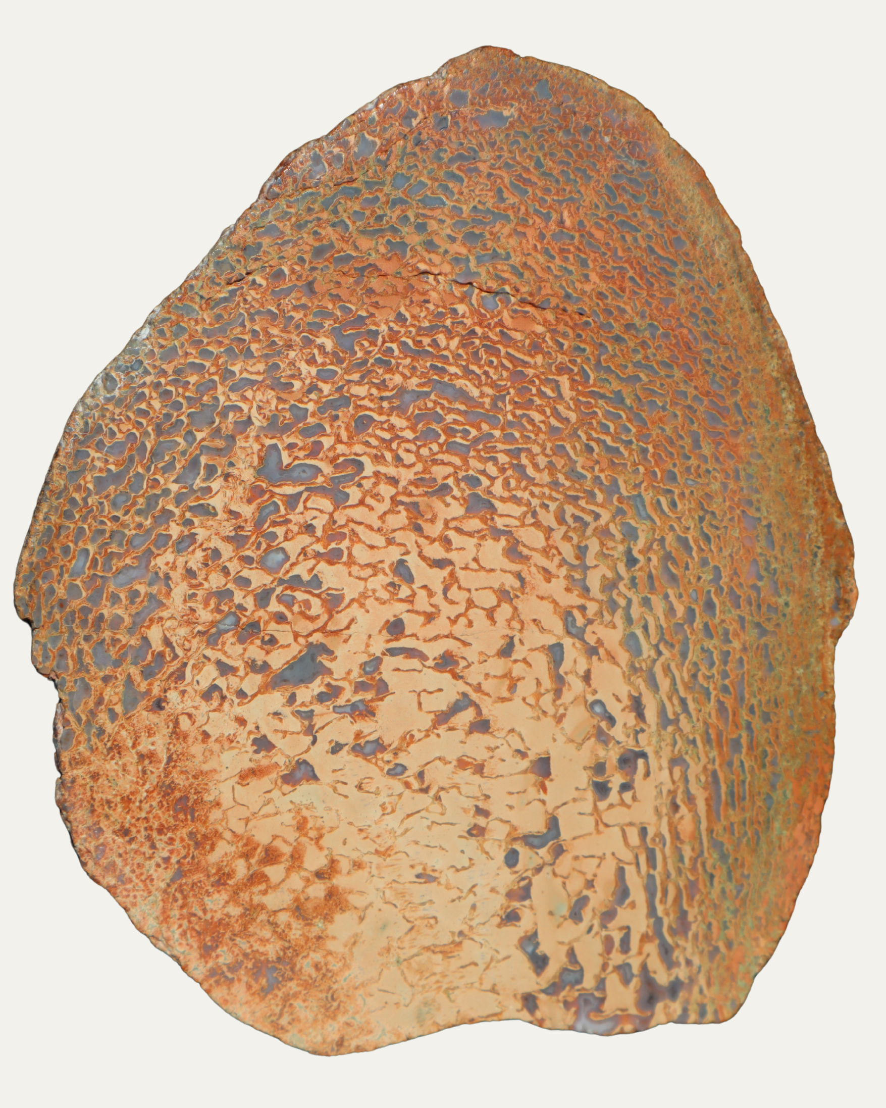 Polished Utah Gem Agatized Dinosaur Bone