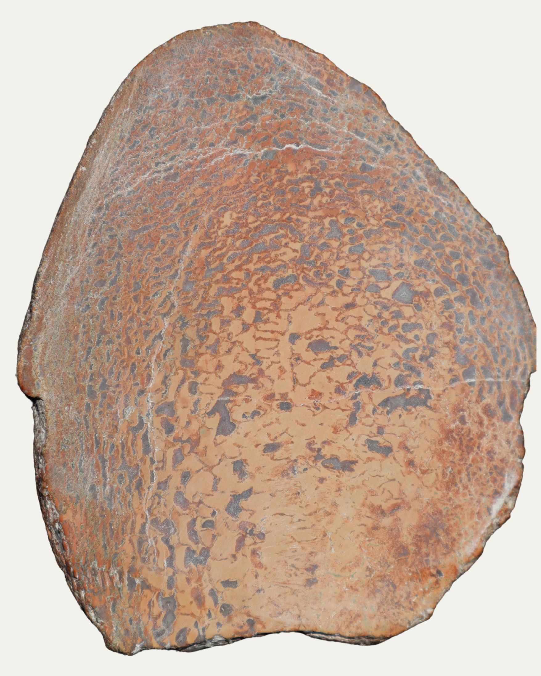 Polished Utah Gem Agatized Dinosaur Bone