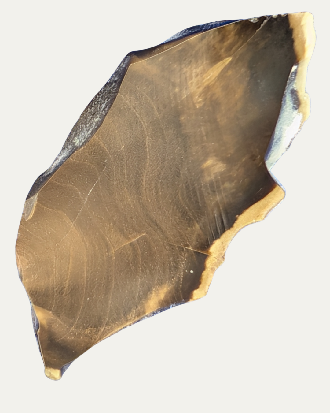 Polished Petrified Wood
