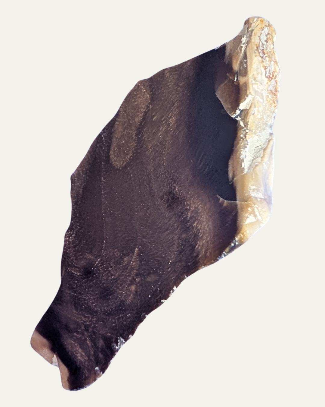 Polished Petrified Wood