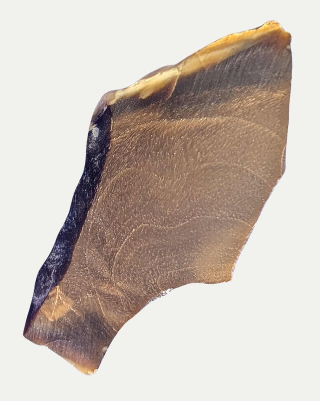 Polished Petrified Wood