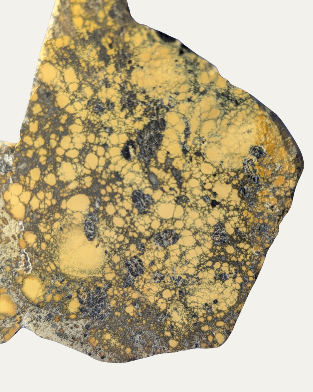 Polished New Lander Variscite Variquoise