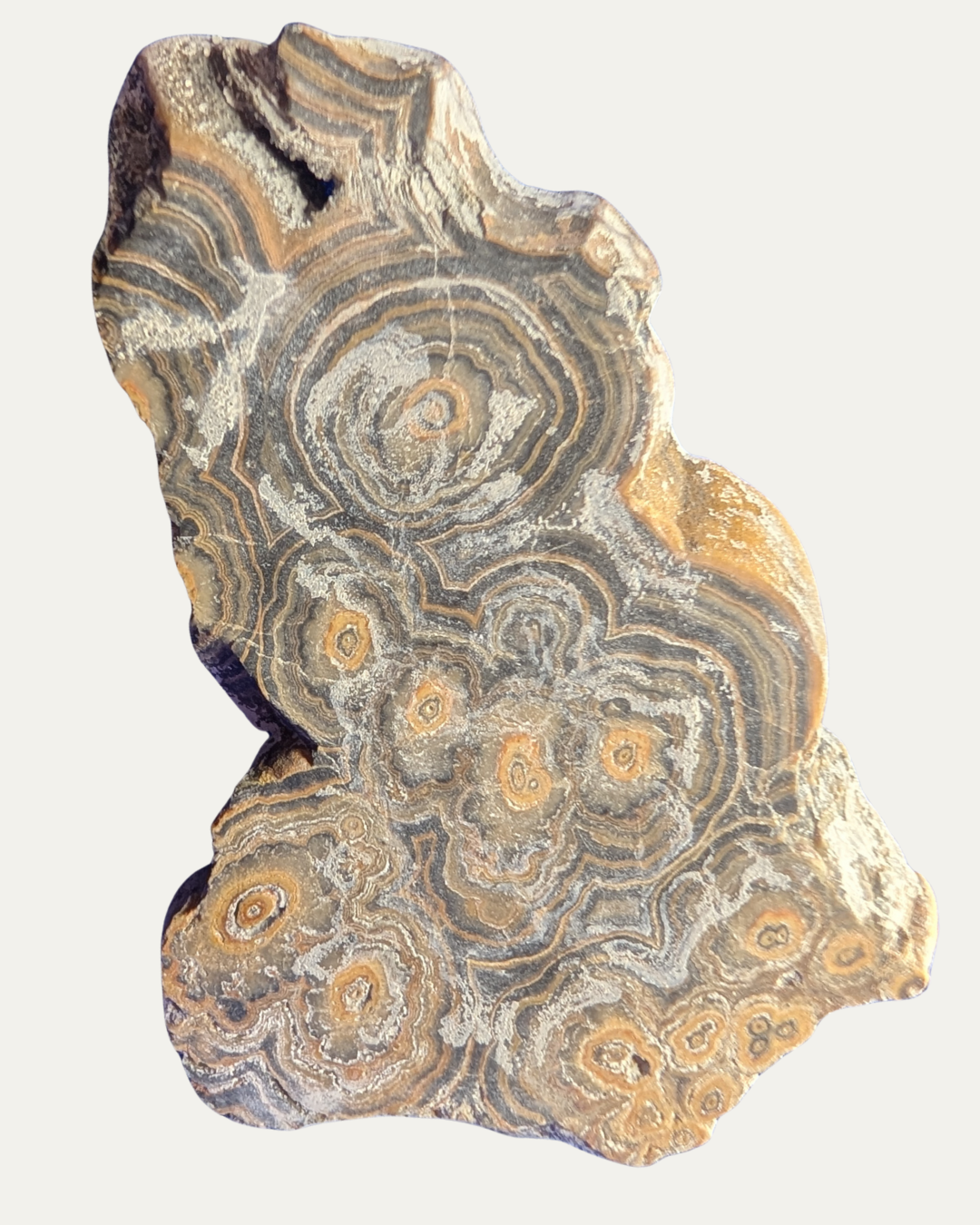 Polished Orbital Flowering Tube Onyx (Old Stock)