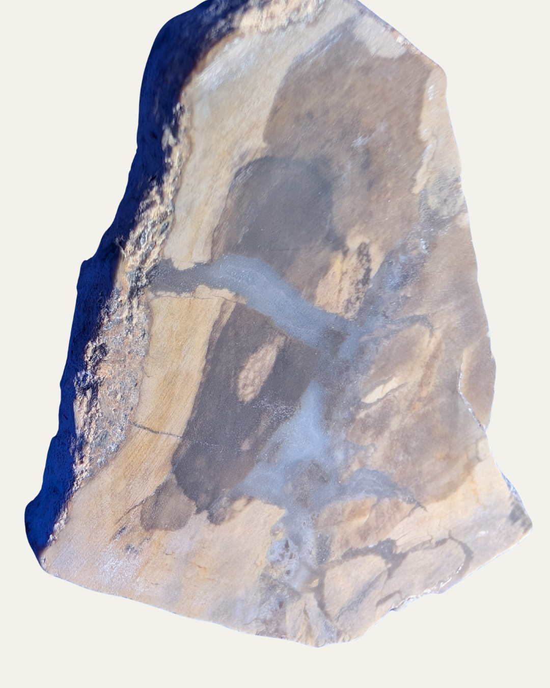 Polished Petrified Wood