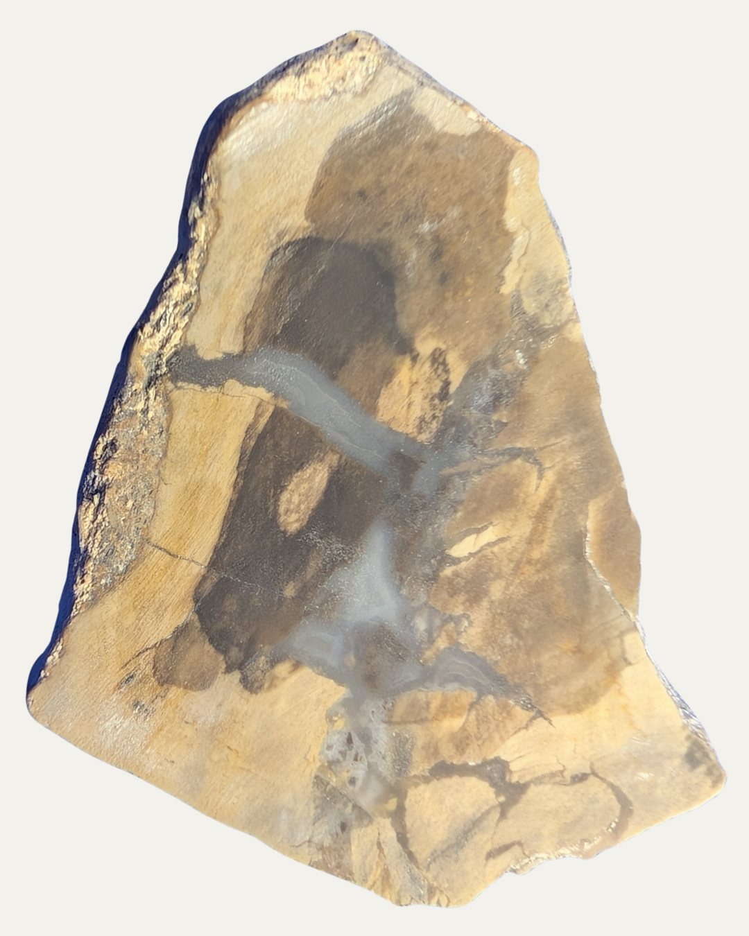 Polished Petrified Wood