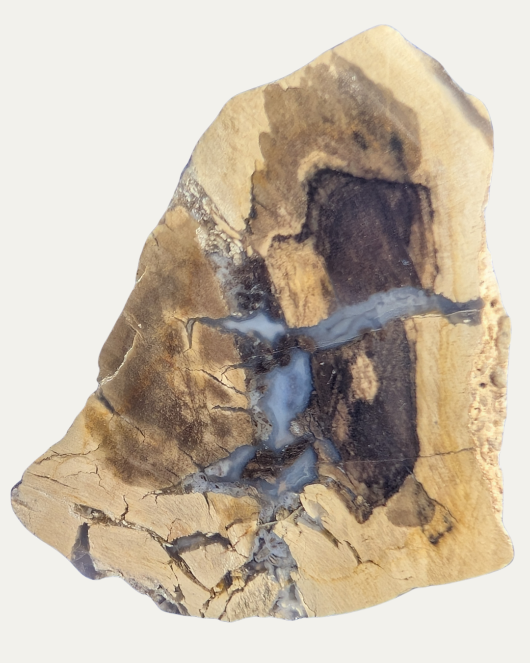 Polished Petrified Wood