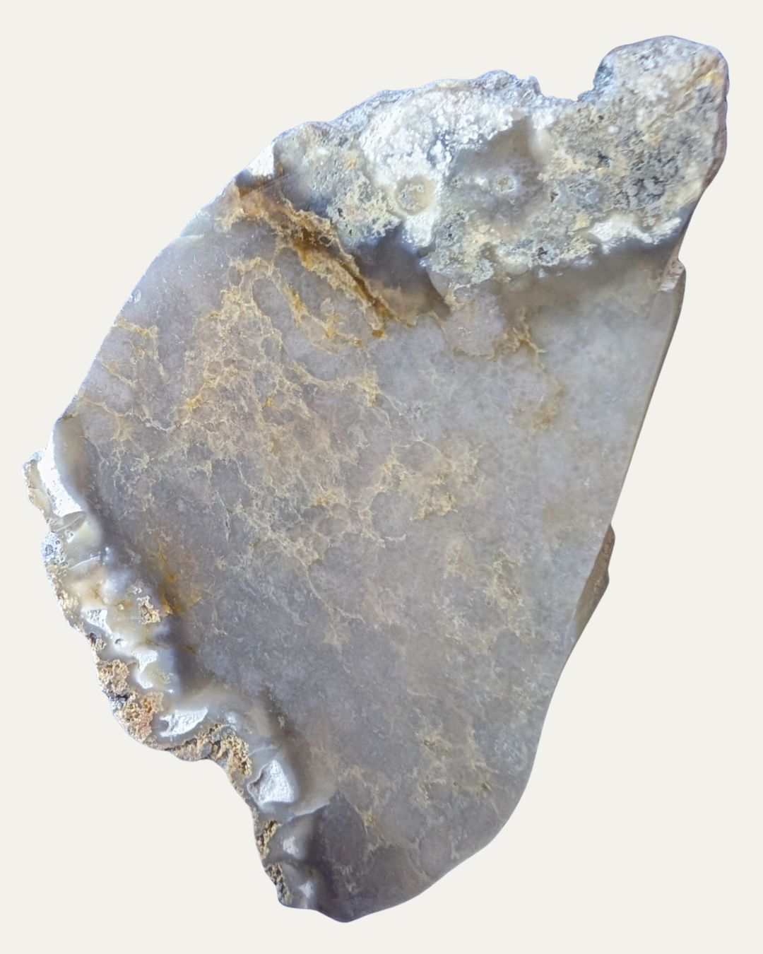 Polished Fossilized Sea Sponge (Texas)