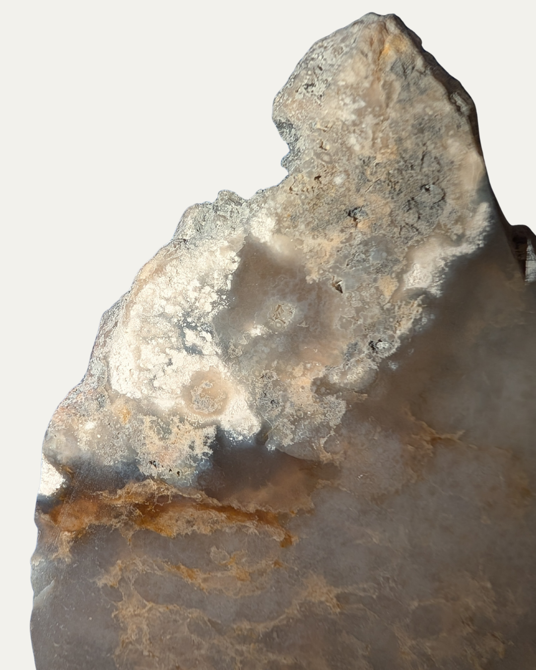 Polished Fossilized Sea Sponge (Texas)