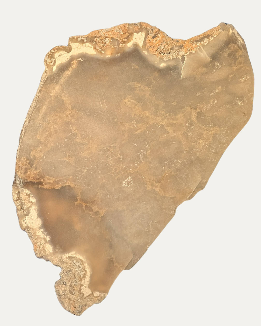 Polished Fossilized Sea Sponge (Texas)