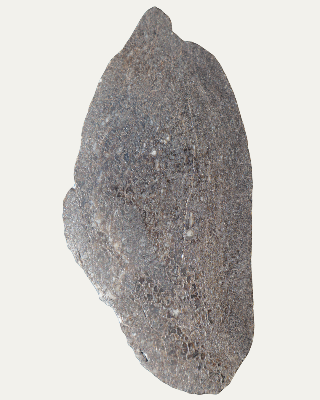 Polished Utah Gem Agatized Dinosaur Bone