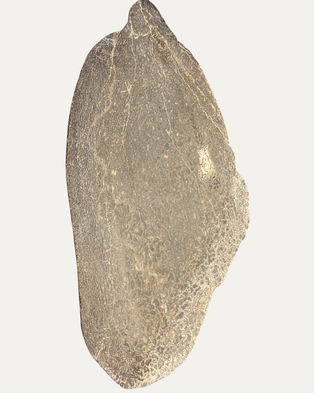 Polished Utah Gem Agatized Dinosaur Bone