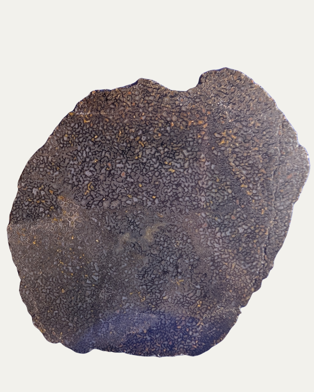 Polished Utah Gem Agatized Dinosaur Bone