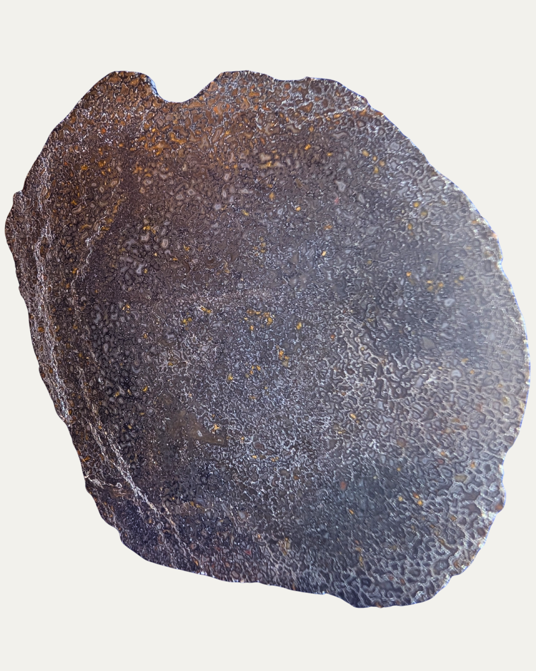 Polished Utah Gem Agatized Dinosaur Bone