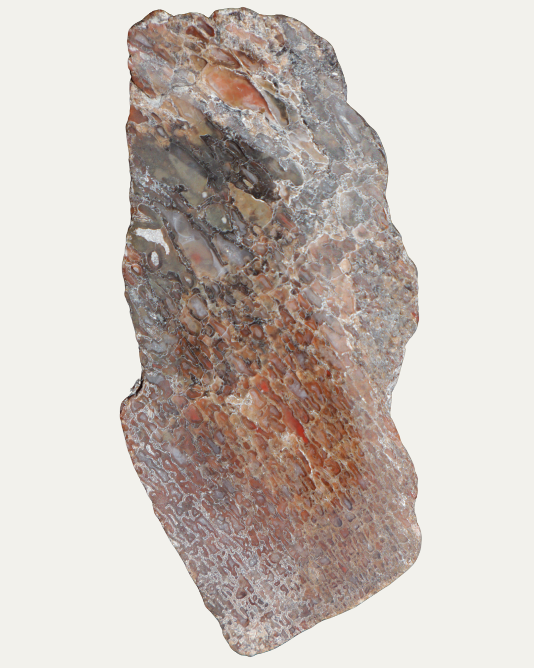 Polished Utah Gem Agatized Dinosaur Bone