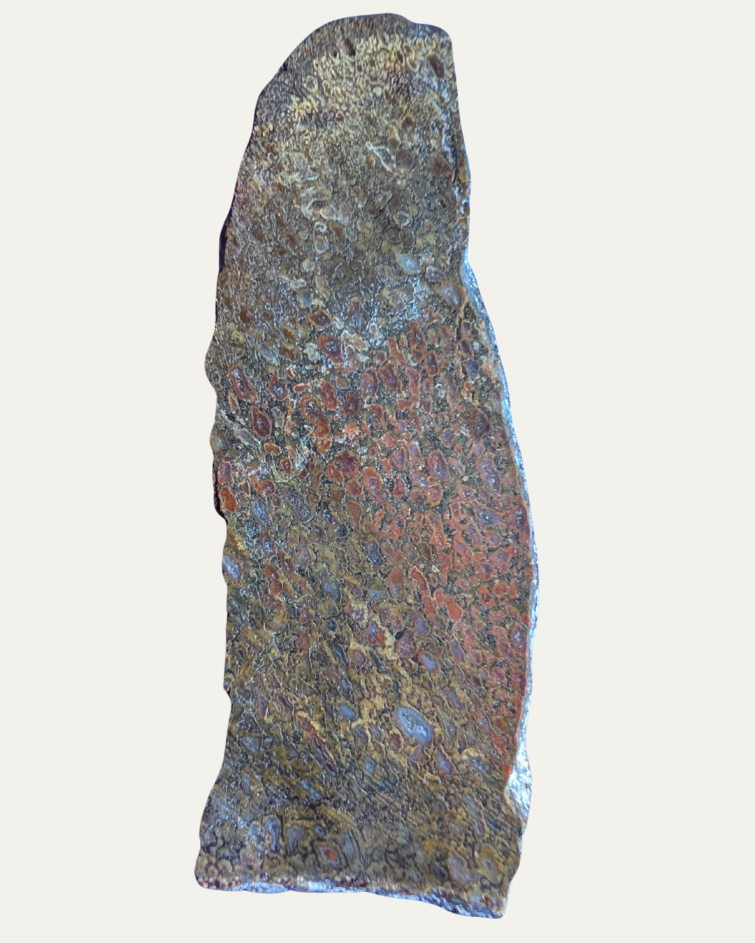 Polished Utah Gem Agatized Dinosaur Bone