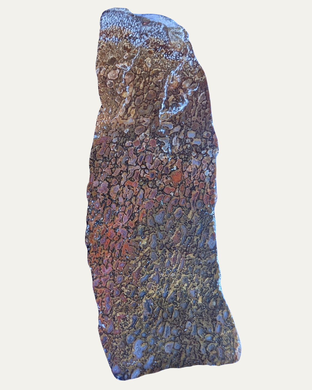 Polished Utah Gem Agatized Dinosaur Bone