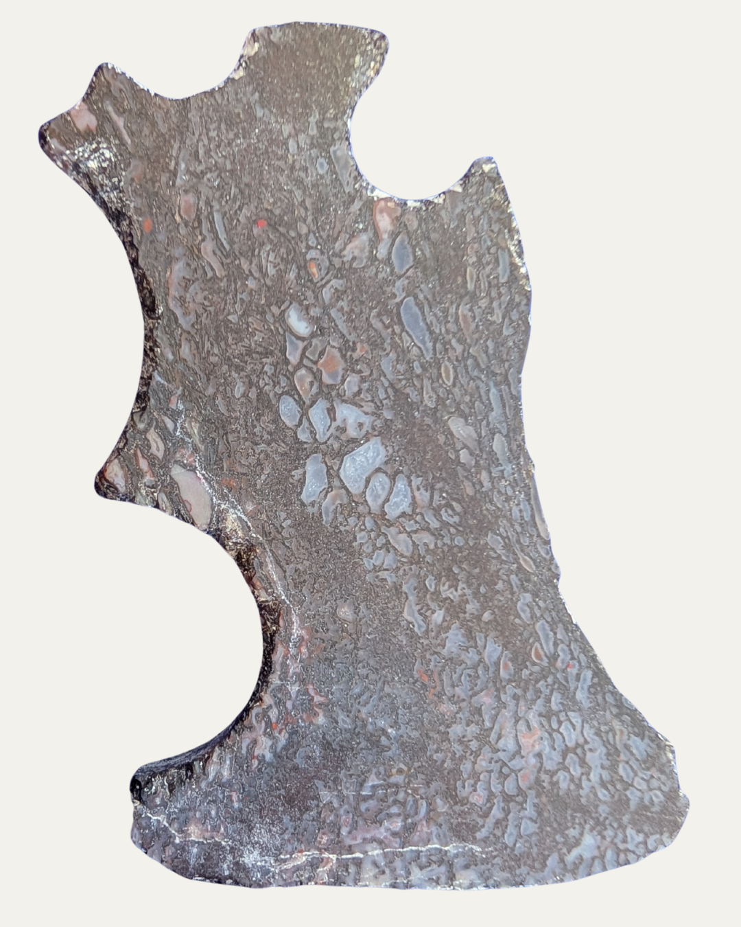 Polished Utah Gem Agatized Dinosaur Bone