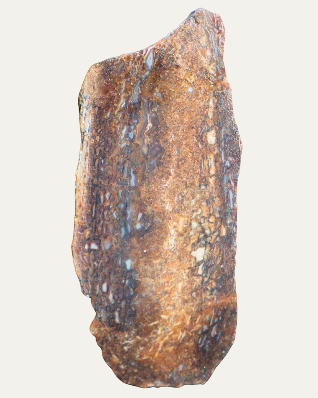 Polished Utah Gem Agatized Dinosaur Bone