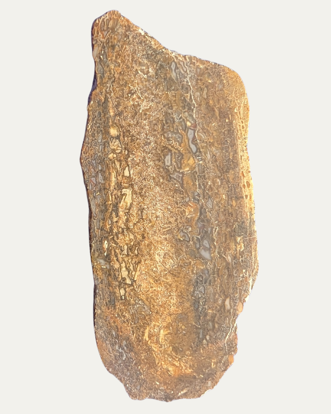 Polished Utah Gem Agatized Dinosaur Bone