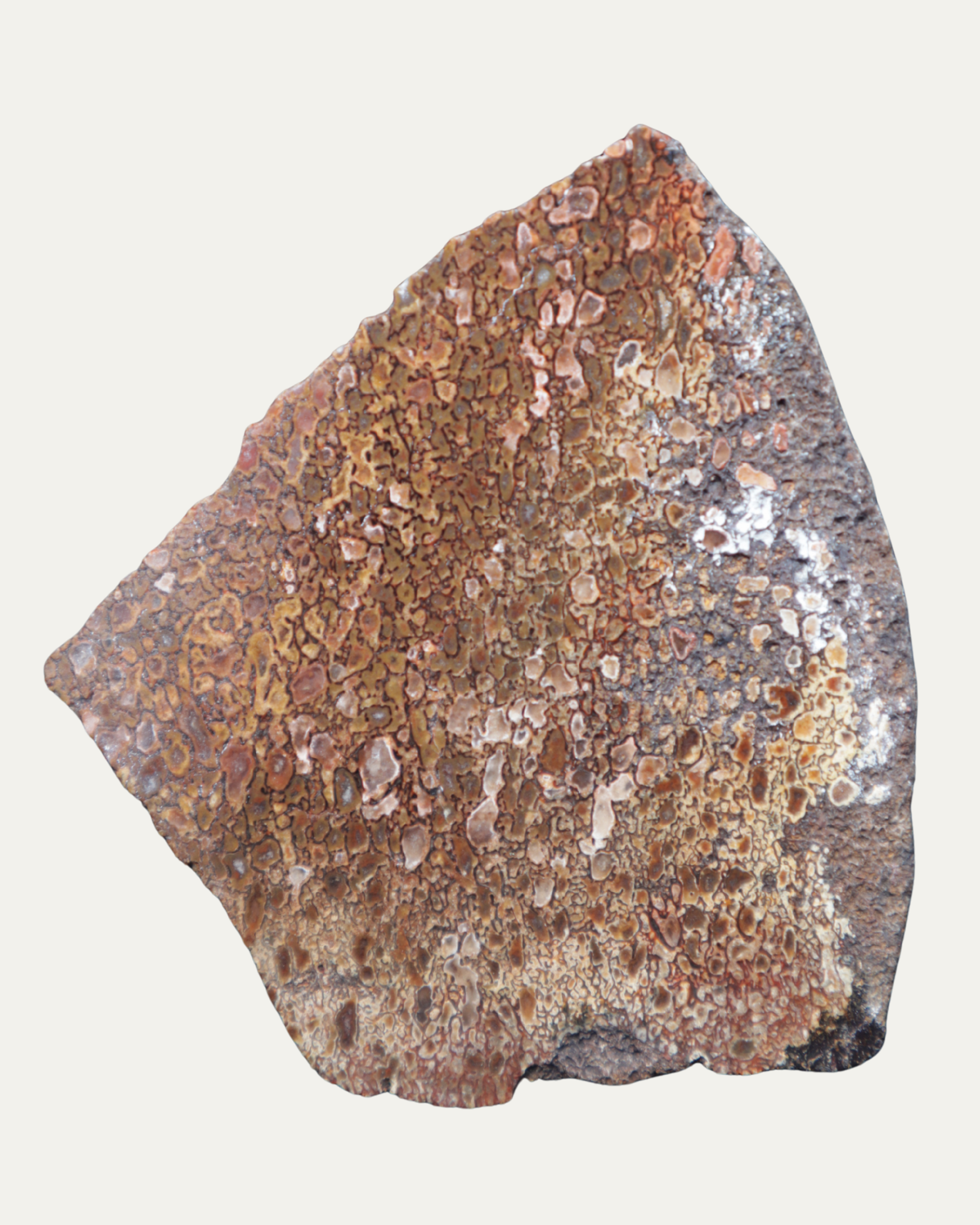Polished Utah Gem Agatized Dinosaur Bone