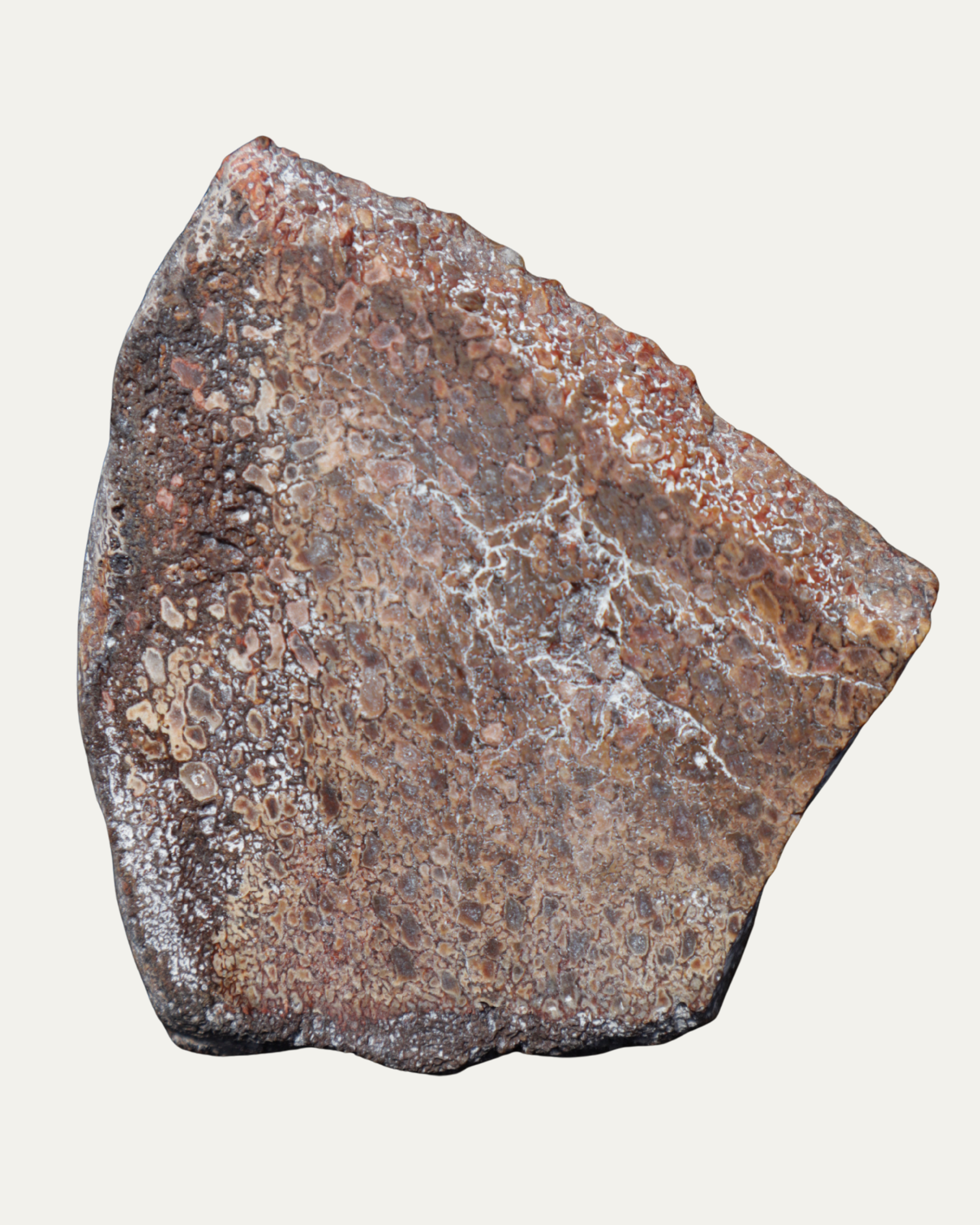 Polished Utah Gem Agatized Dinosaur Bone