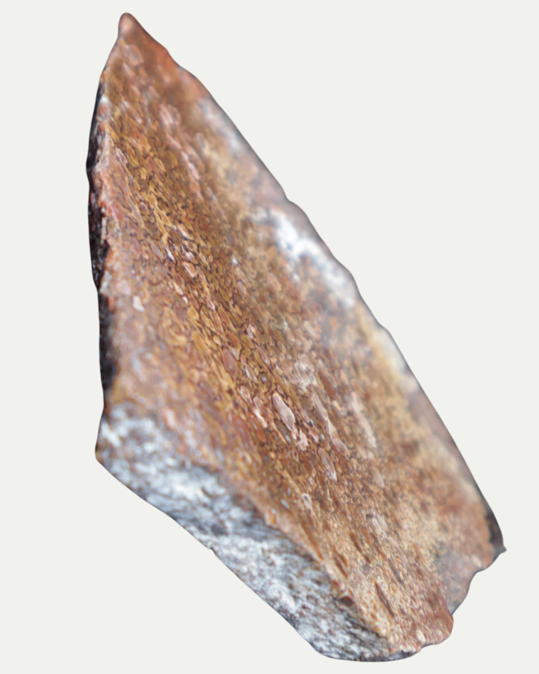 Polished Utah Gem Agatized Dinosaur Bone