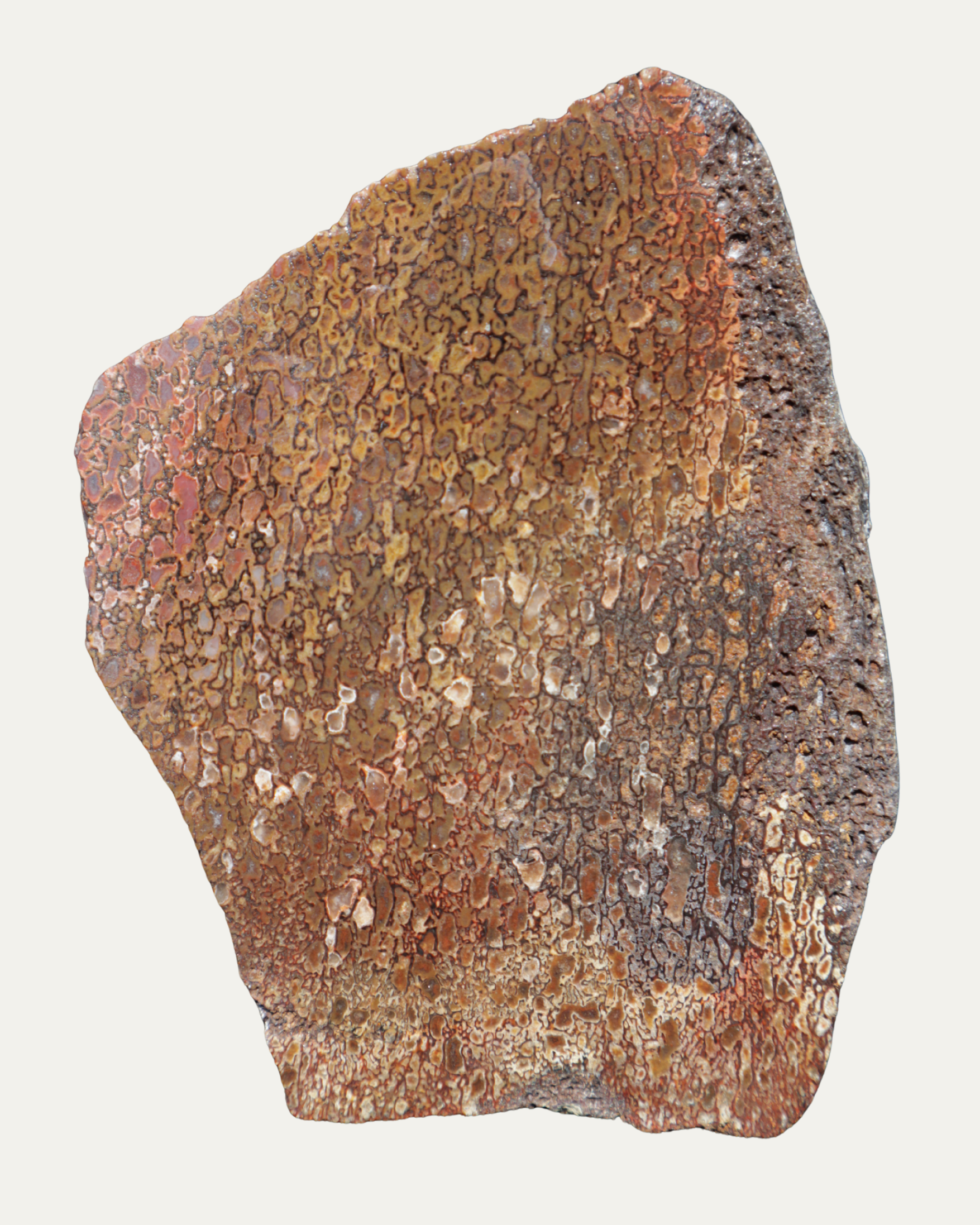 Polished Utah Gem Agatized Dinosaur Bone