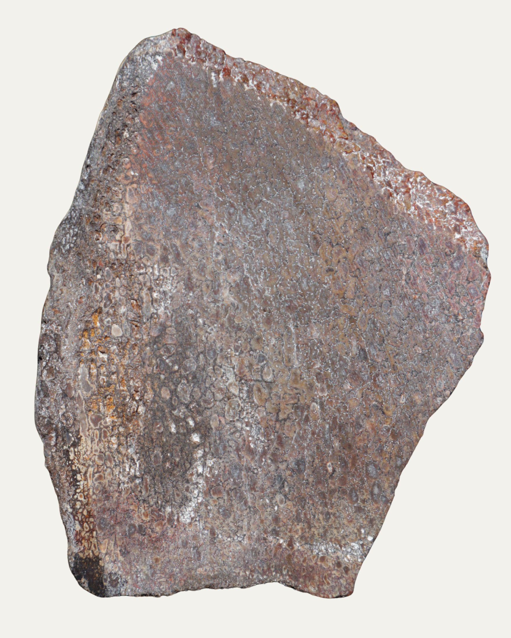 Polished Utah Gem Agatized Dinosaur Bone