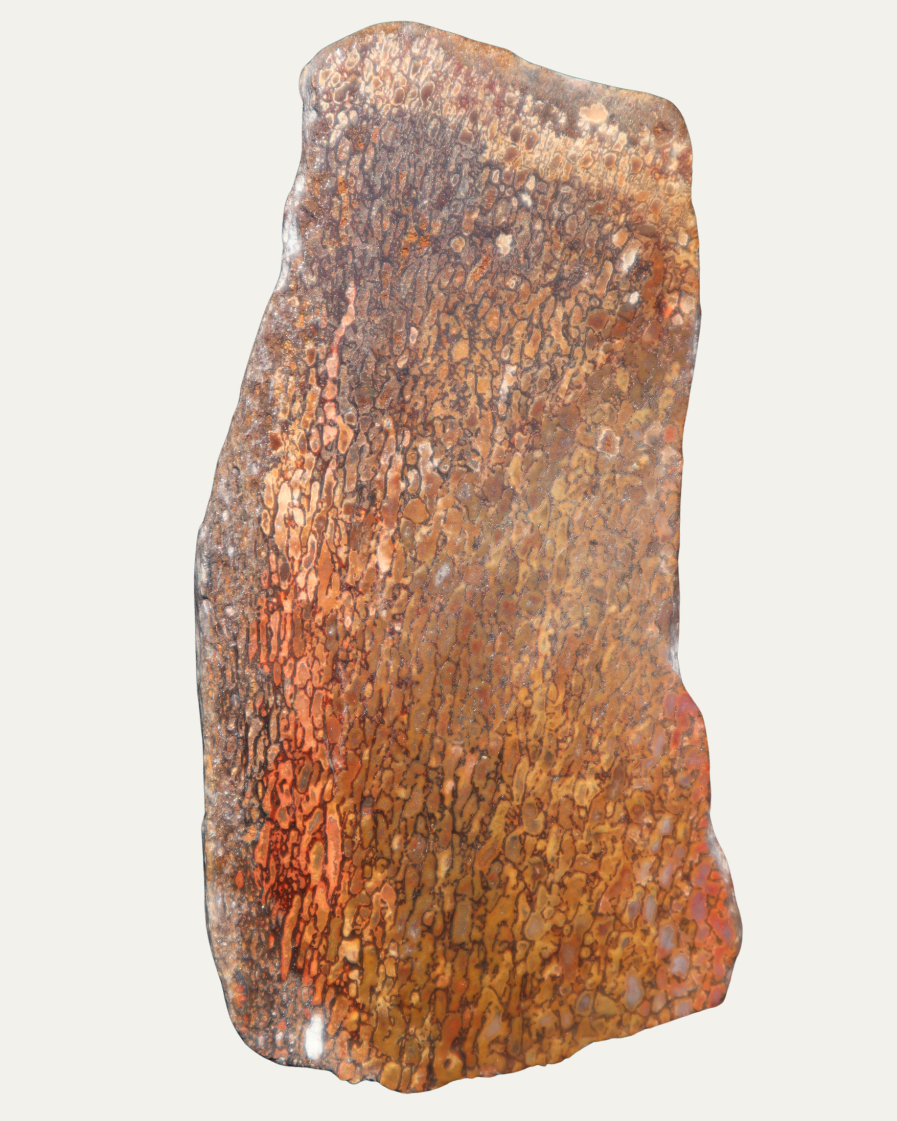 Polished Utah Gem Agatized Dinosaur Bone