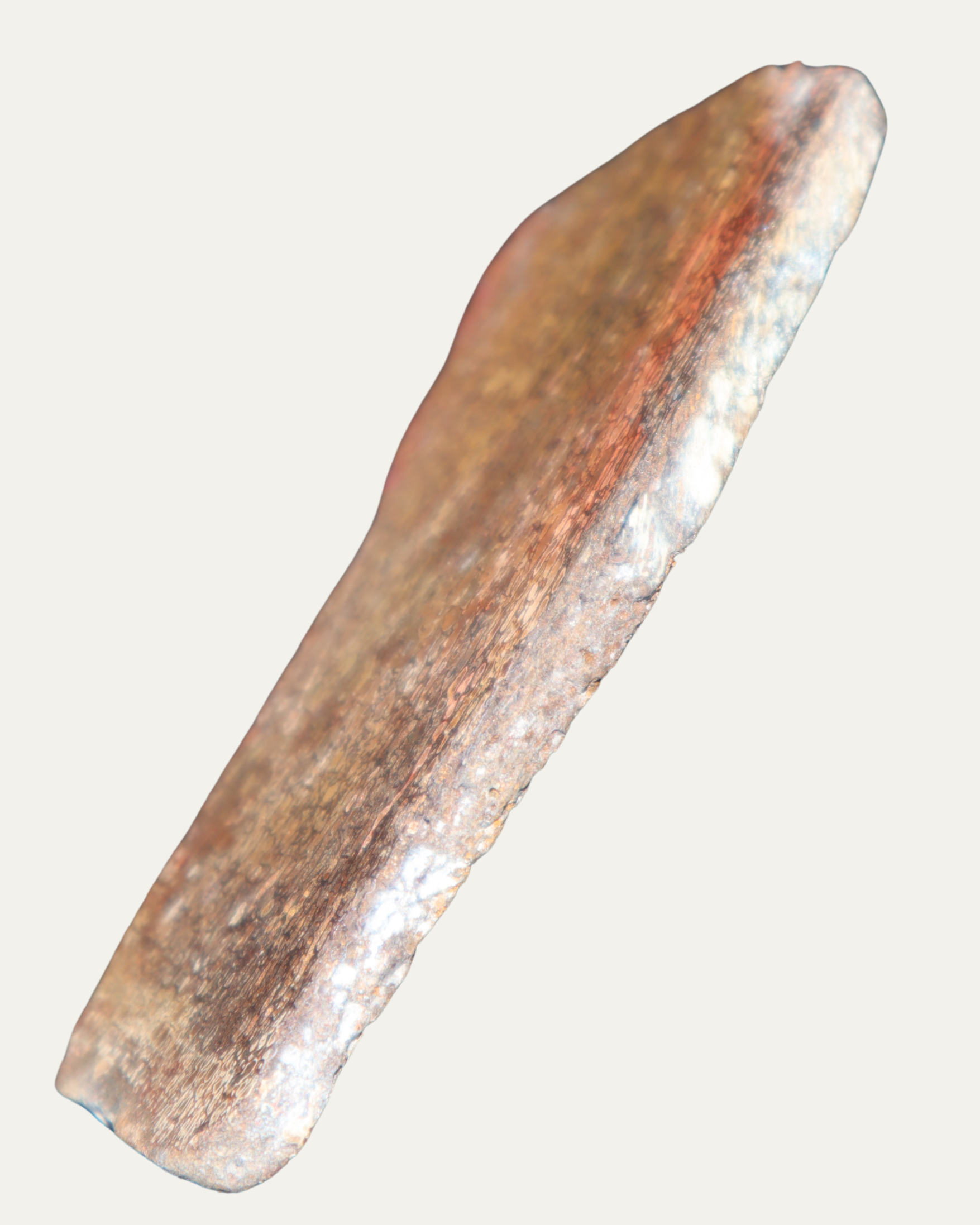 Polished Utah Gem Agatized Dinosaur Bone