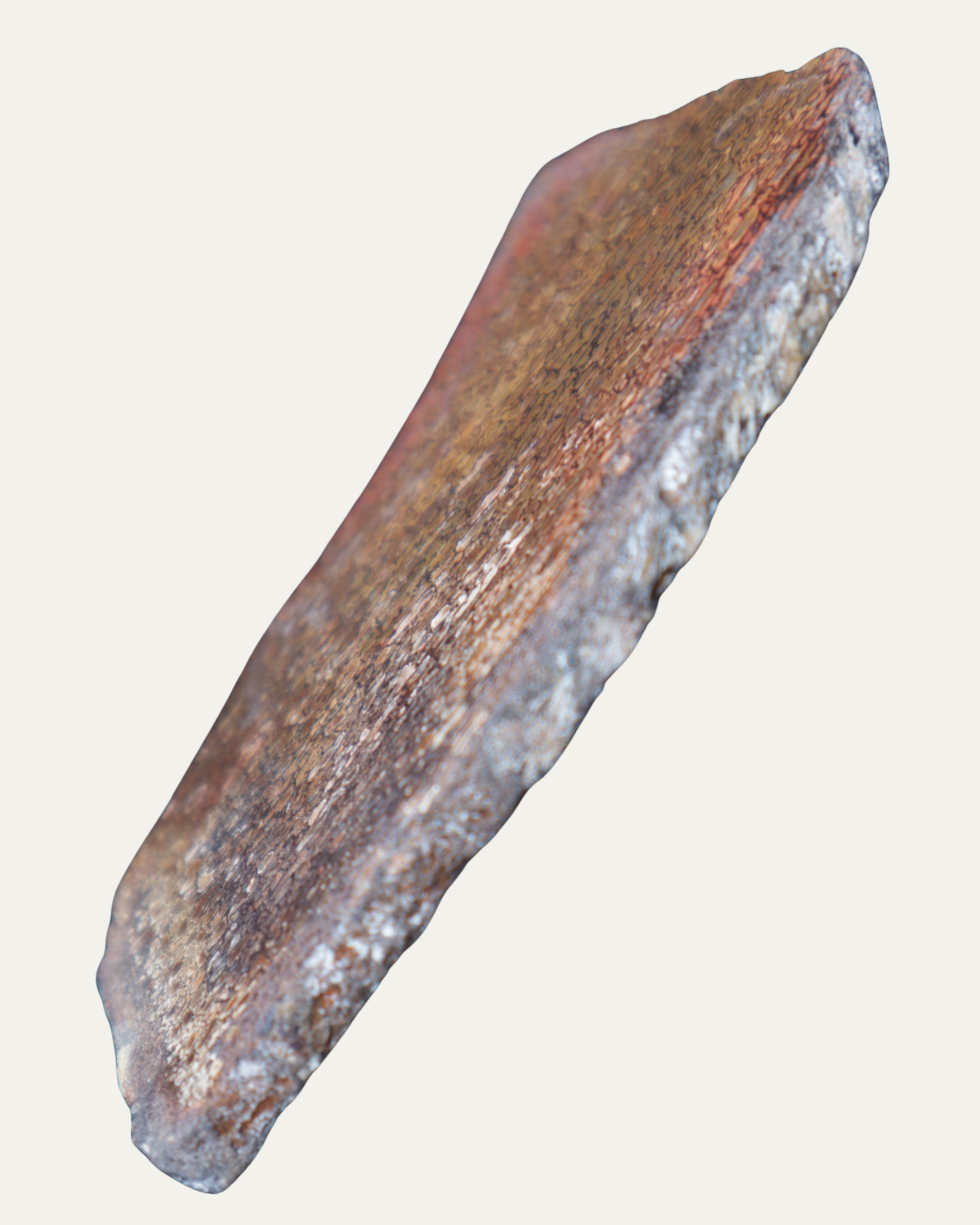 Polished Utah Gem Agatized Dinosaur Bone