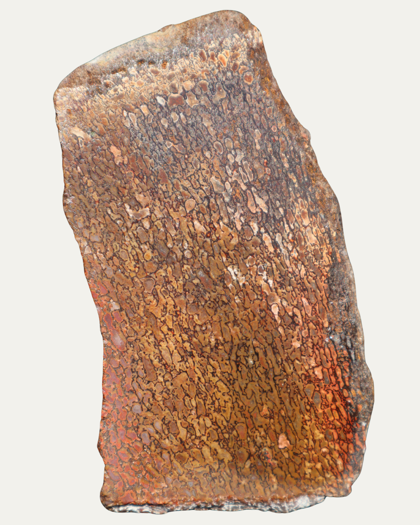 Polished Utah Gem Agatized Dinosaur Bone