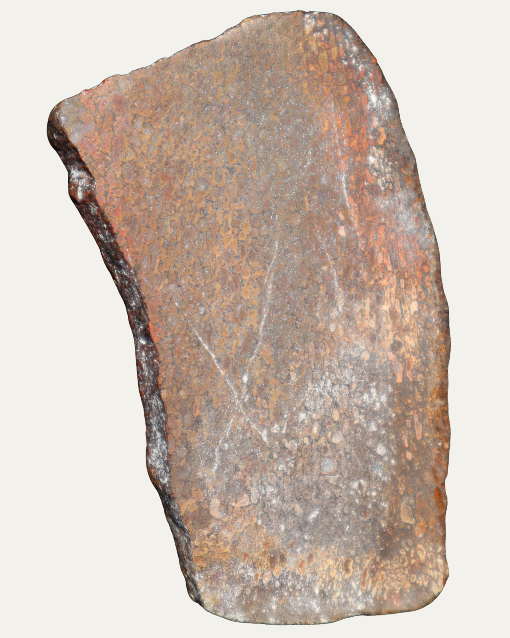 Polished Utah Gem Agatized Dinosaur Bone