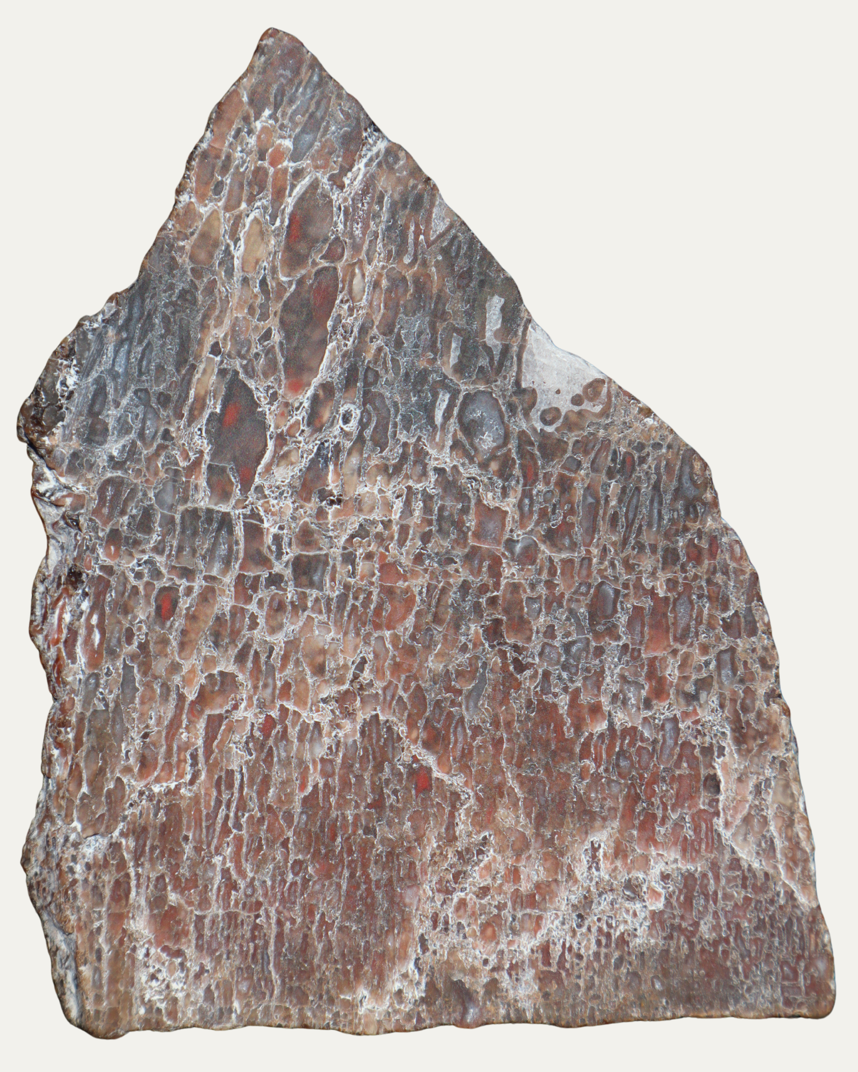 Polished Utah Gem Agatized Dinosaur Bone