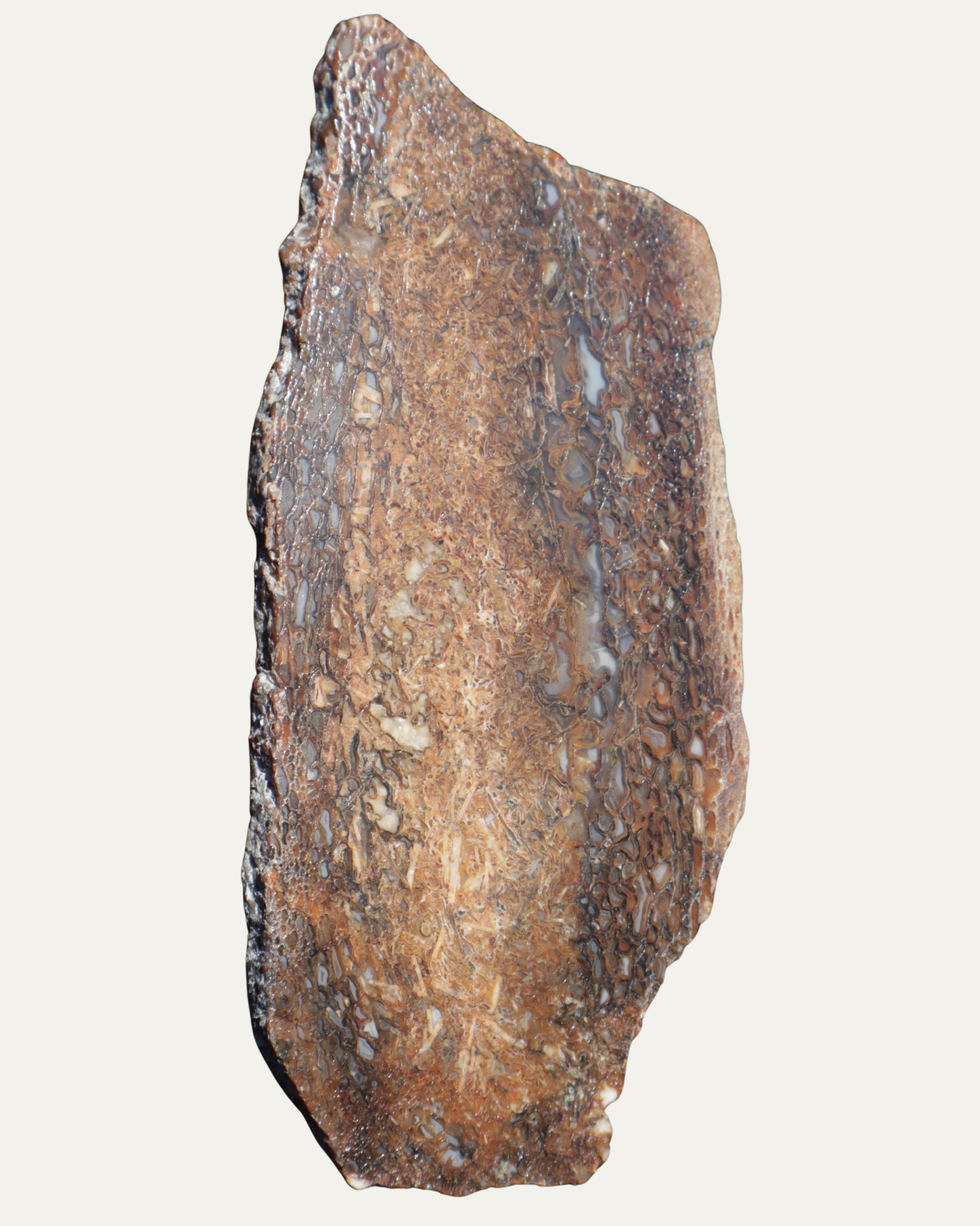 Polished Utah Gem Agatized Dinosaur Bone