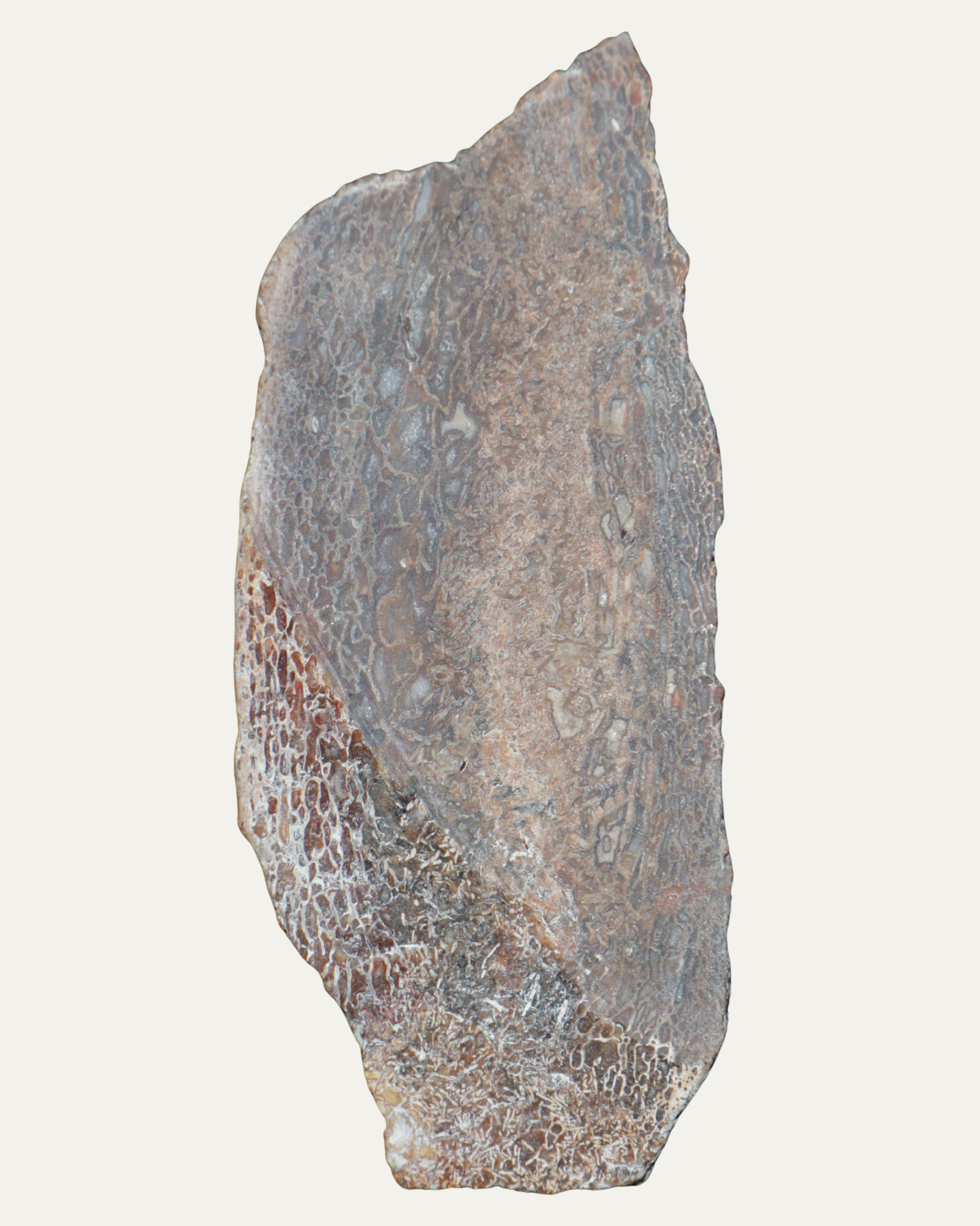 Polished Utah Gem Agatized Dinosaur Bone