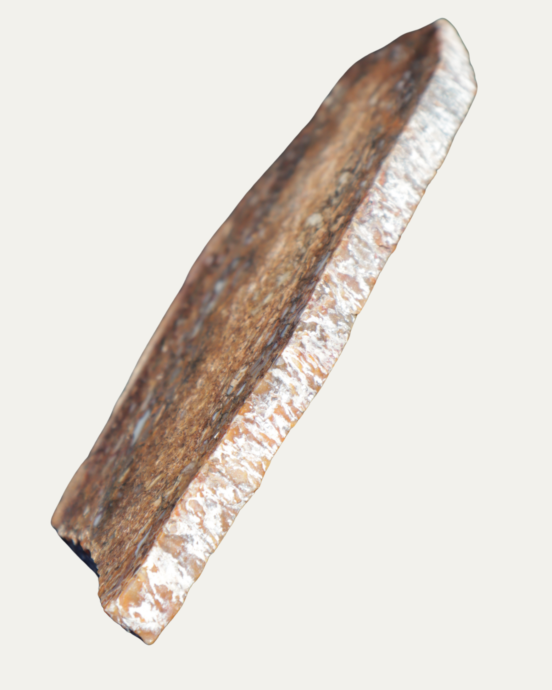 Polished Utah Gem Agatized Dinosaur Bone