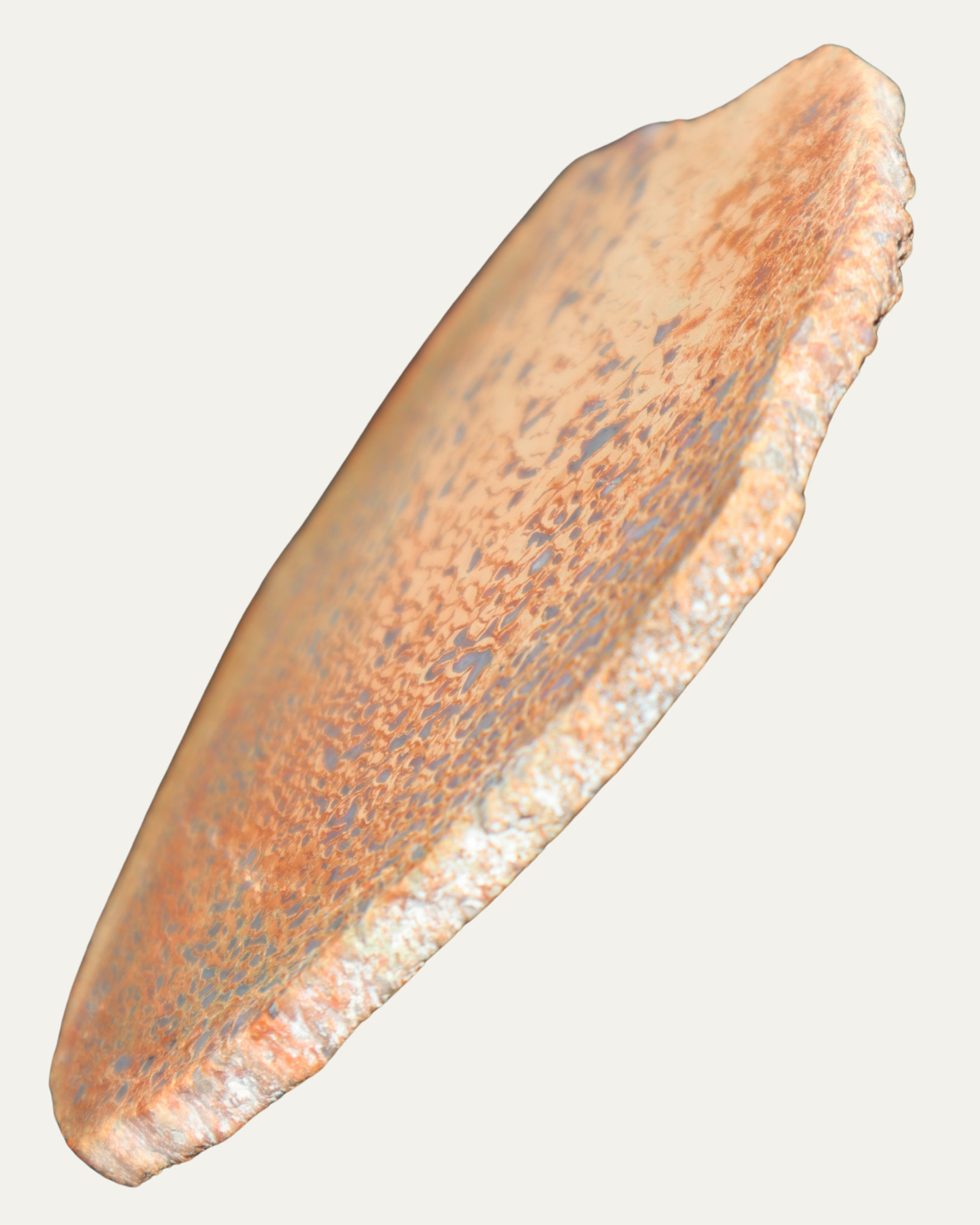 Polished Utah Gem Agatized Dinosaur Bone