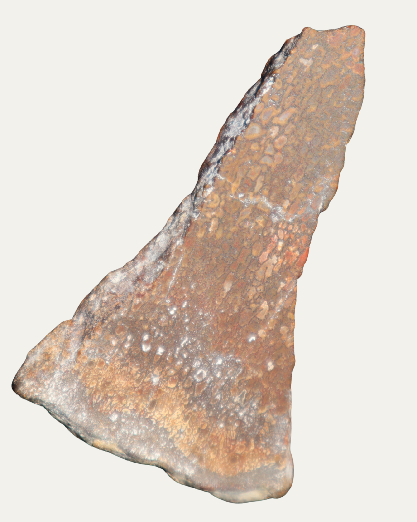 Polished Utah Gem Agatized Dinosaur Bone