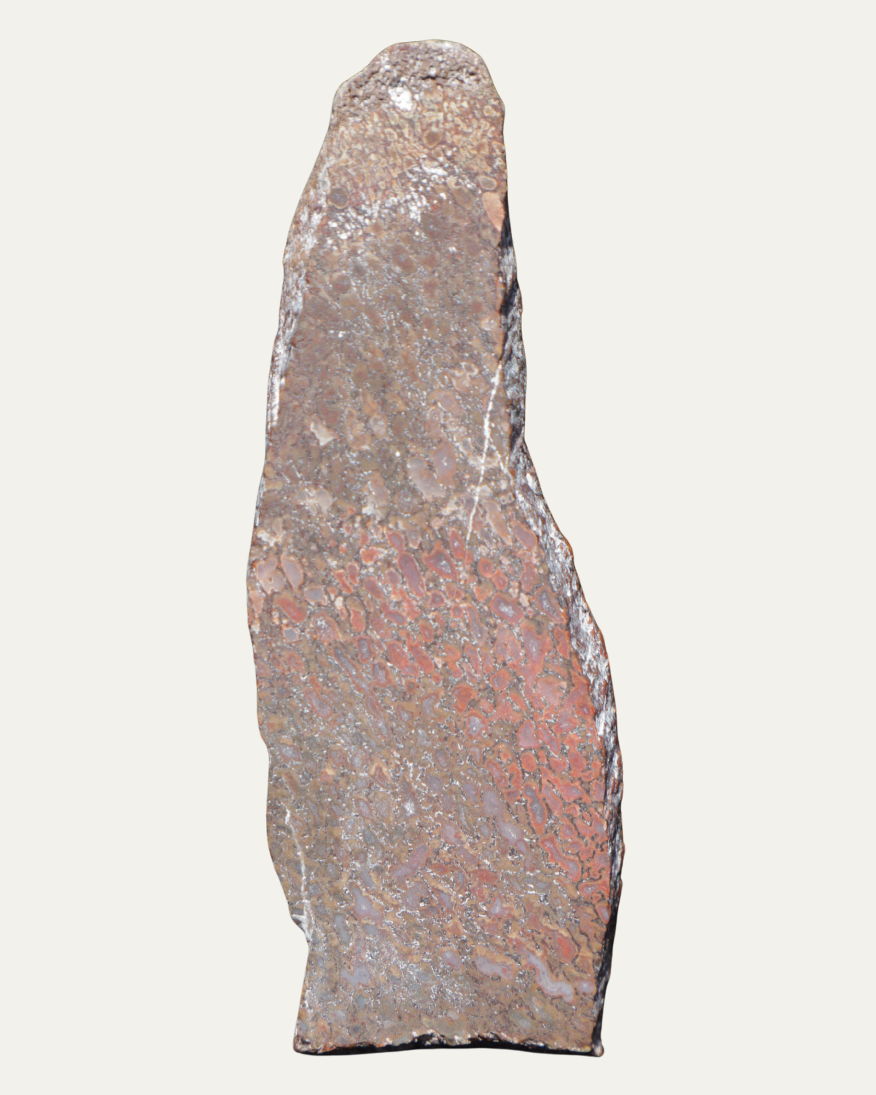 Polished Utah Gem Agatized Dinosaur Bone