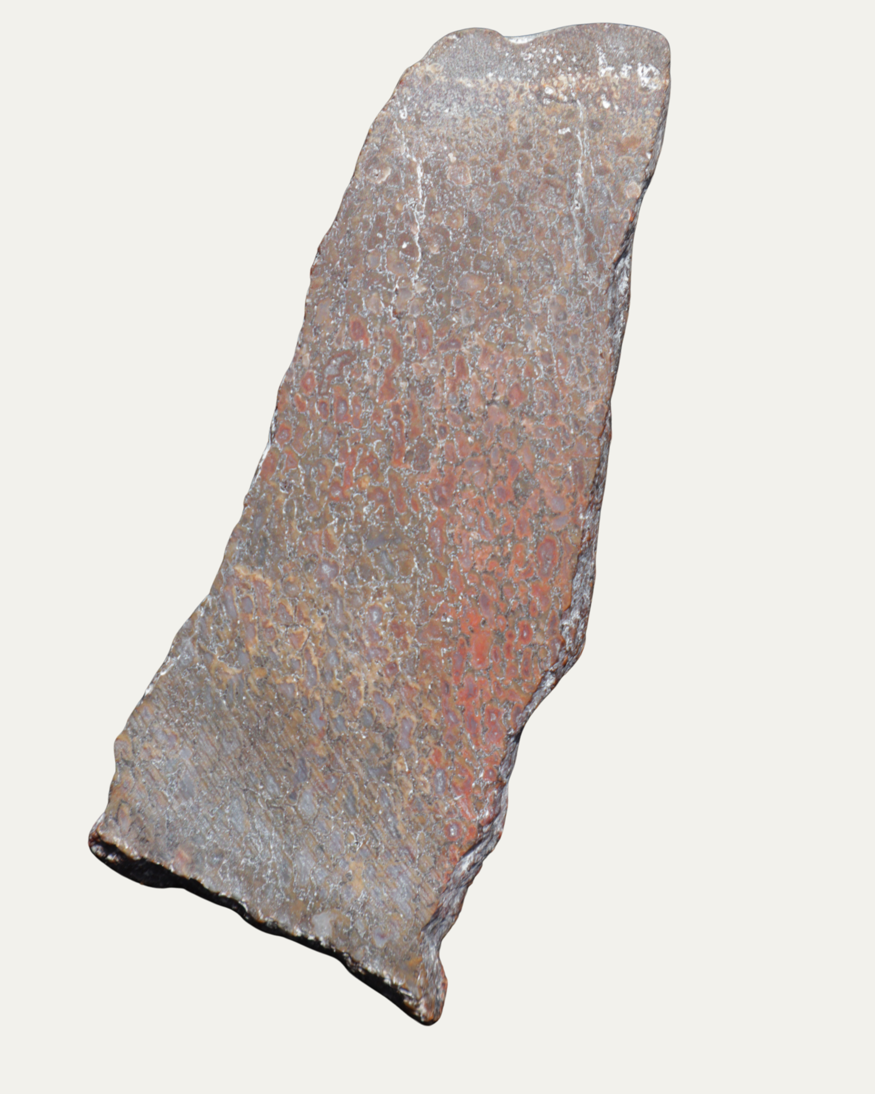 Polished Utah Gem Agatized Dinosaur Bone