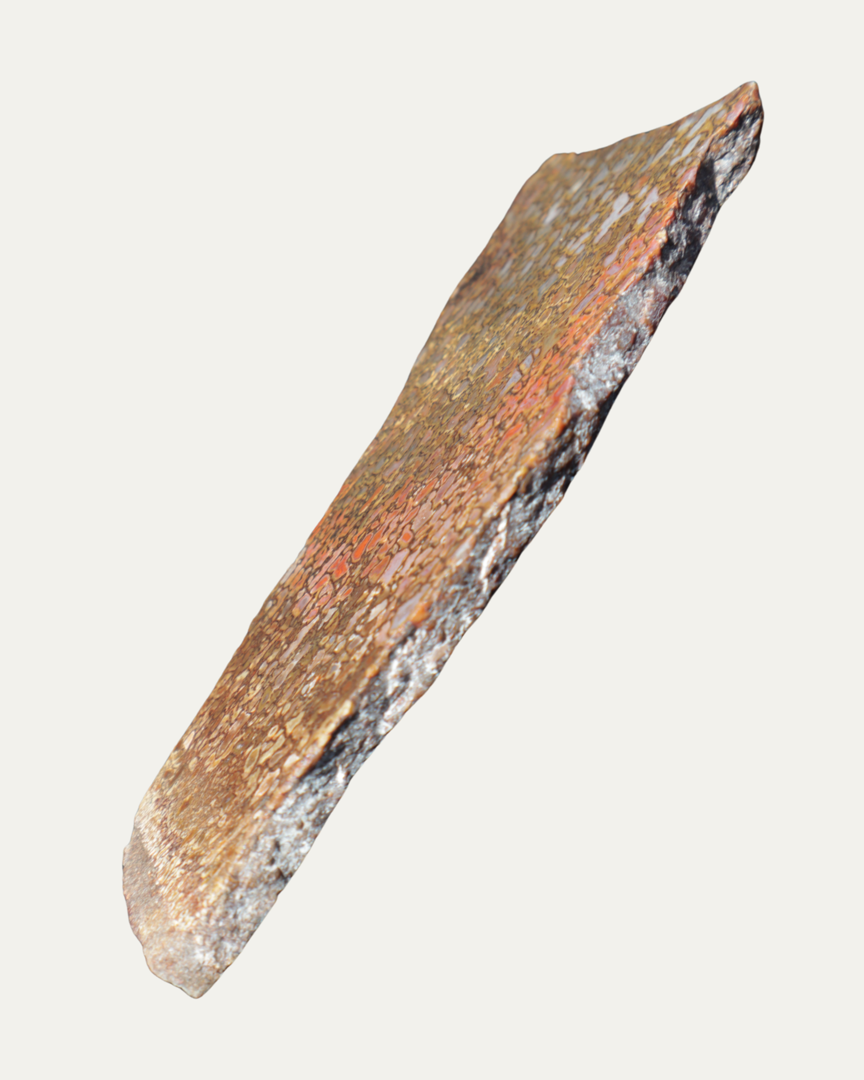 Polished Utah Gem Agatized Dinosaur Bone