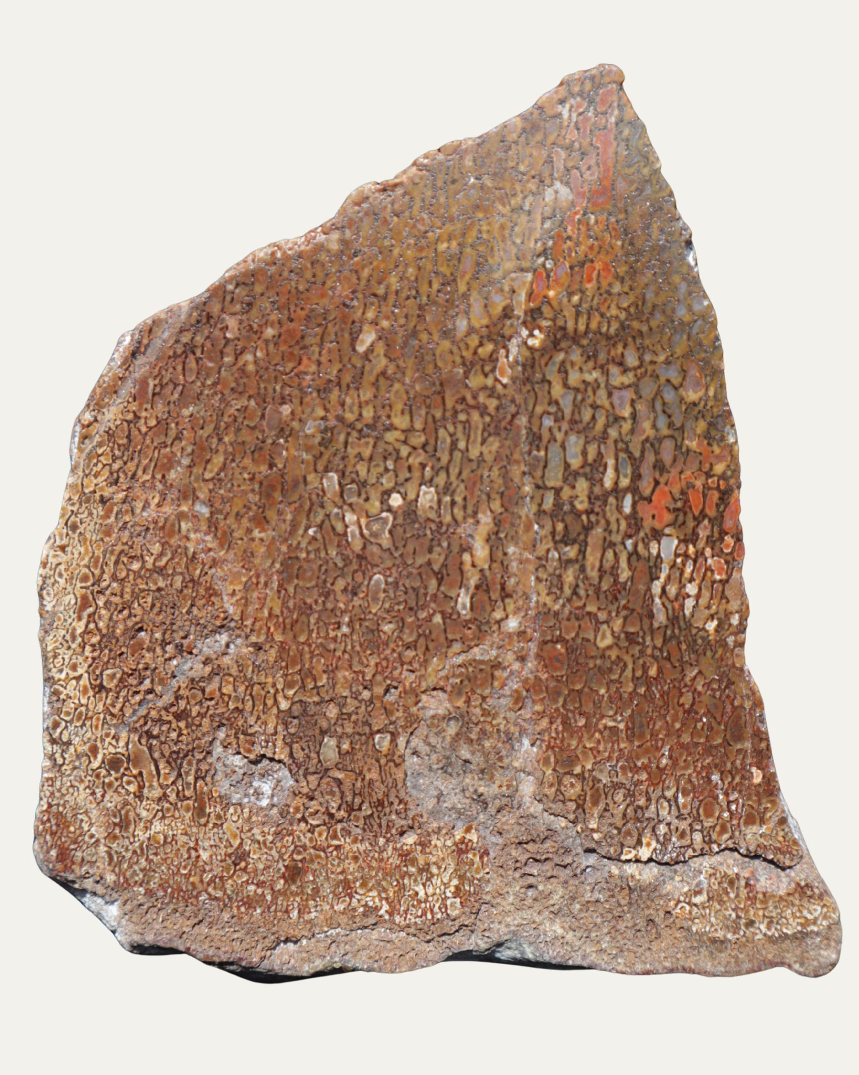 Polished Utah Gem Agatized Dinosaur Bone