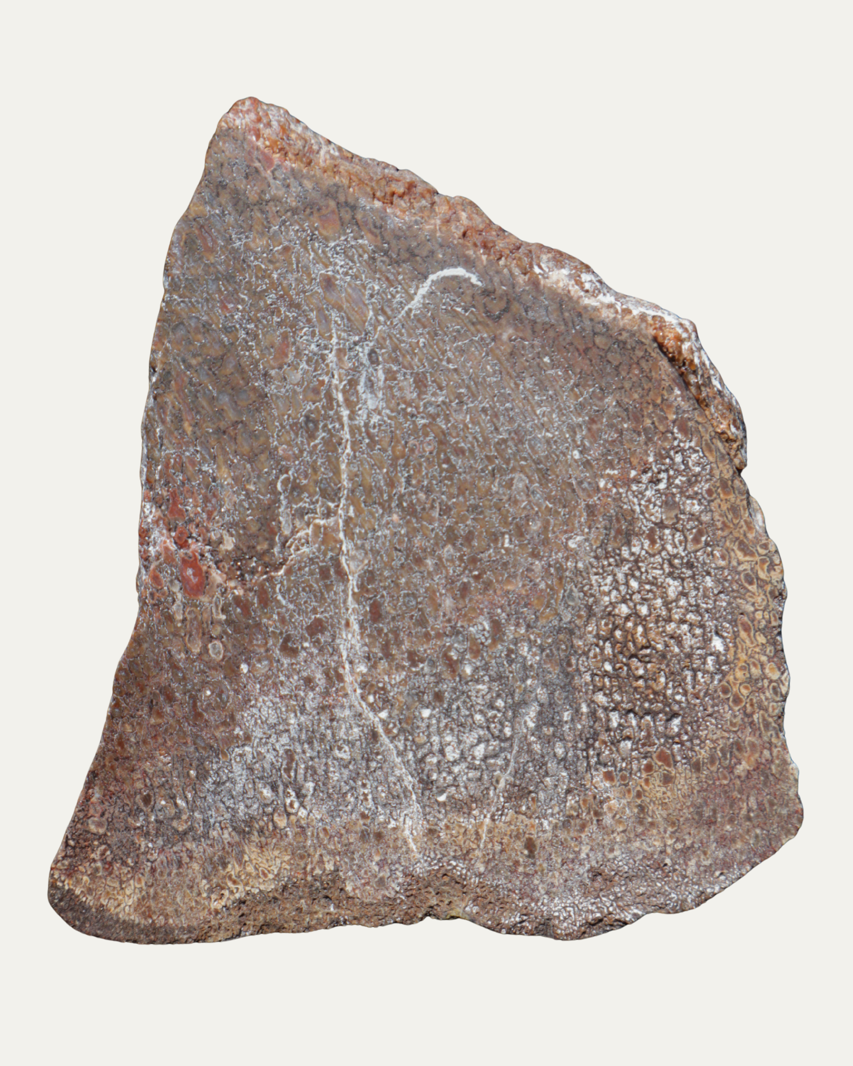 Polished Utah Gem Agatized Dinosaur Bone