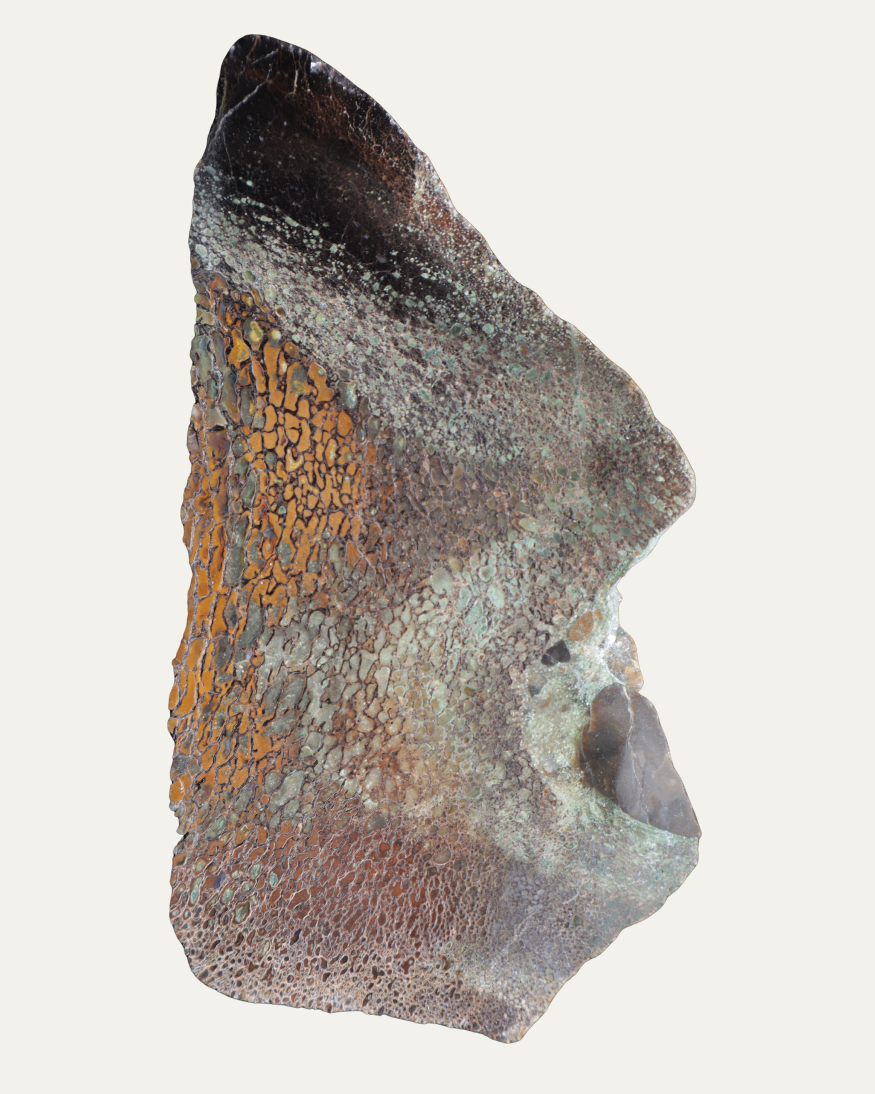 Polished Utah Gem Agatized Dinosaur Bone