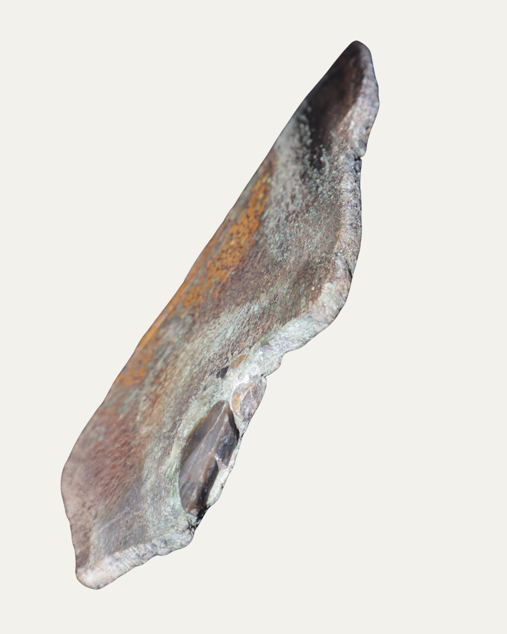 Polished Utah Gem Agatized Dinosaur Bone