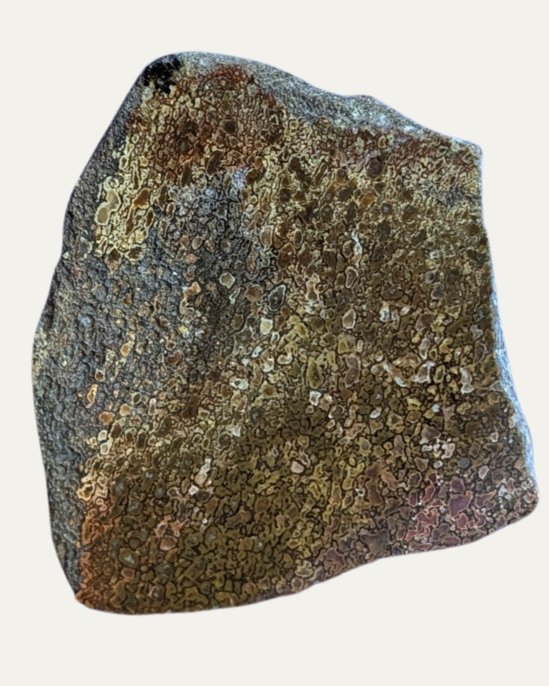 Polished Utah Gem Agatized Dinosaur Bone