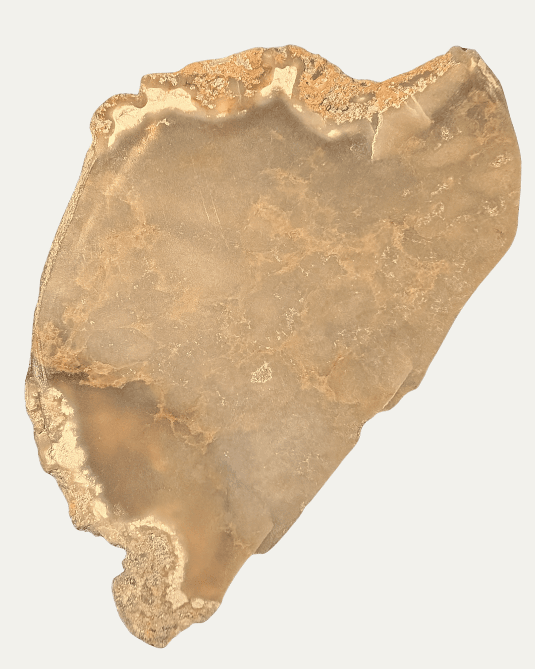 Polished Fossilized Sea Sponge (Texas) - Lost Ancients Jewelry