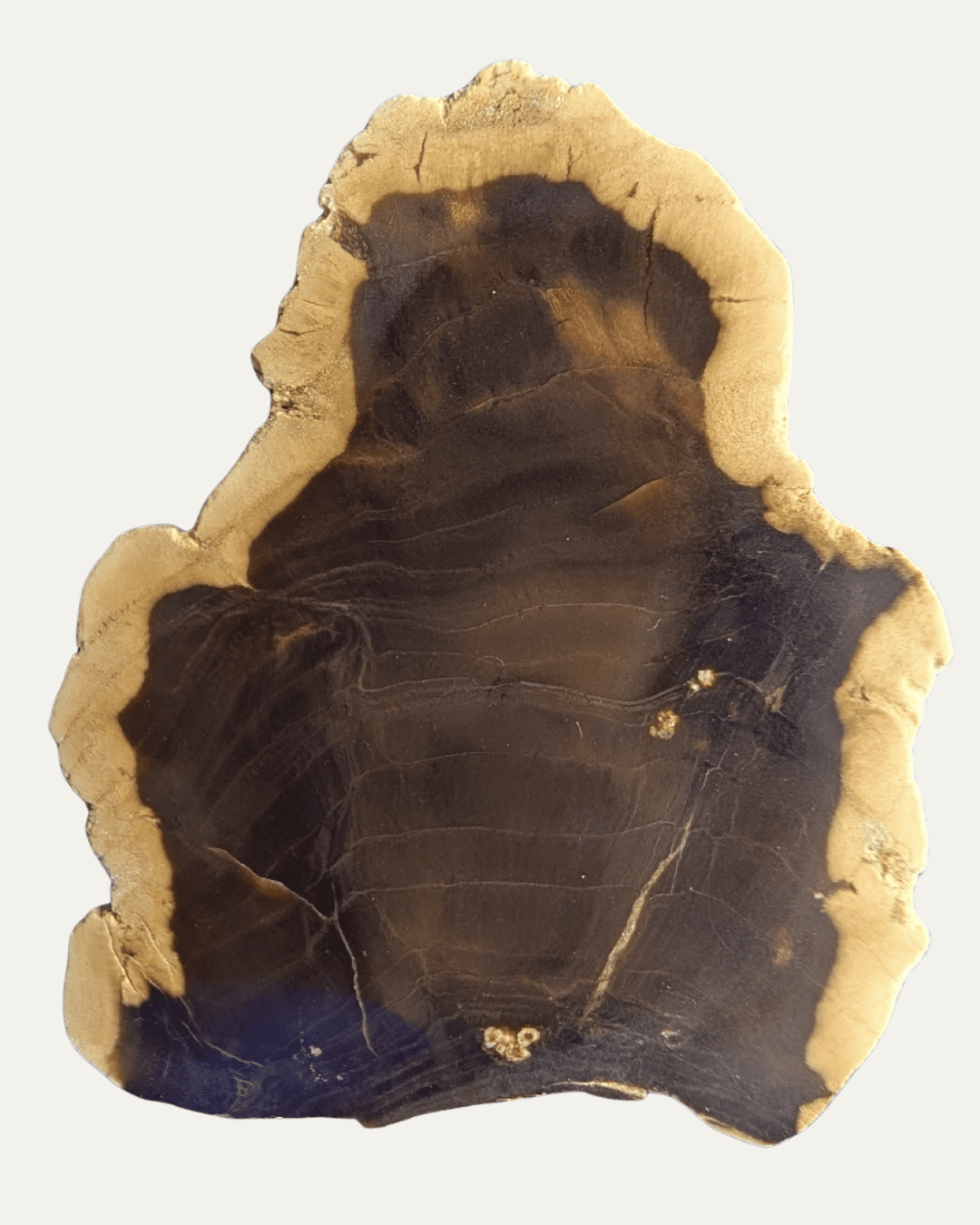 Polished Petrified Wood - Lost Ancients Jewelry