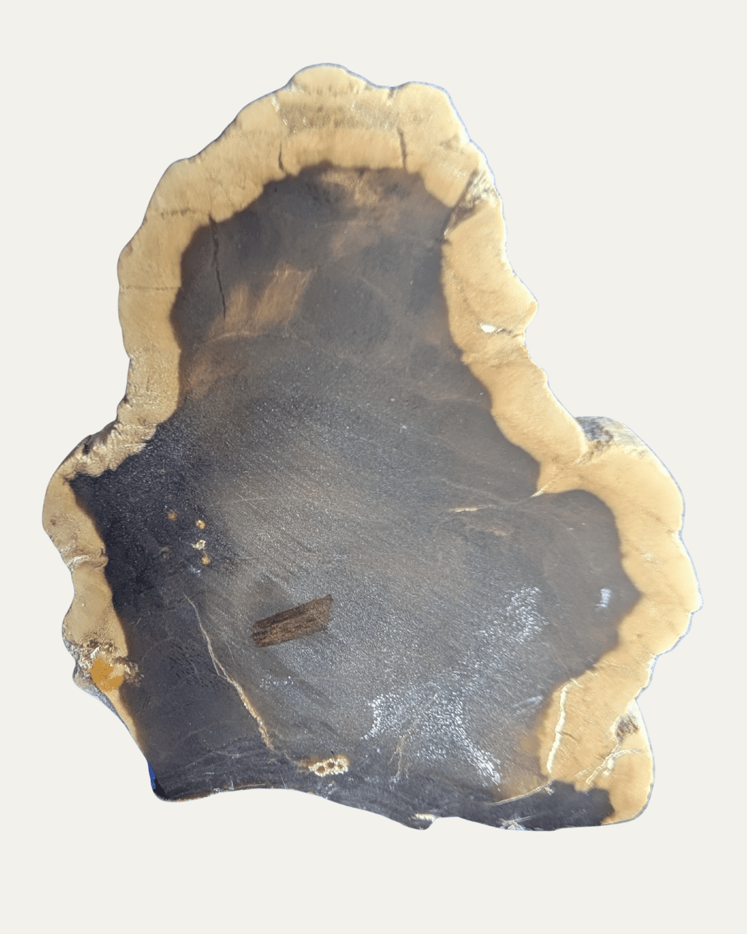 Polished Petrified Wood - Lost Ancients Jewelry
